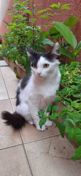 White Black Cat Yellow Eyes Outdoor Sit Ground Plants Small — ストック写真