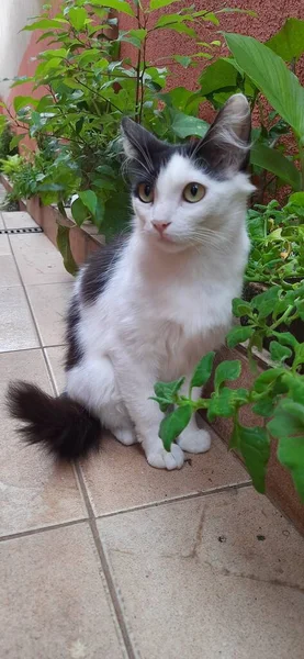Açık havada, sarı gözlü beyaz ve siyah kedi, küçük bir bahçenin bitkilerinin yanında oturur..
