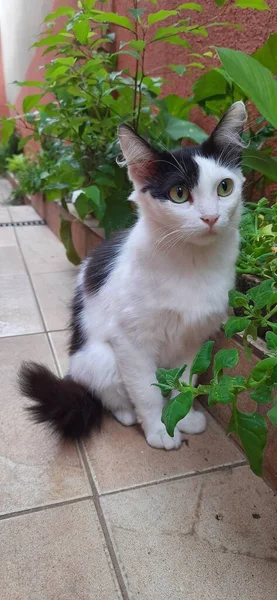 Witte Zwarte Kat Met Gele Ogen Buiten Grond Zitten Buurt — Stockfoto