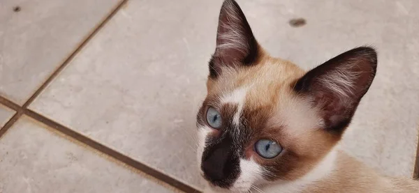 Gatinho Olhos Azuis Close Deitado Chão Olhando Para Cima — Fotografia de Stock