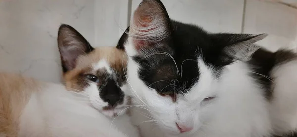白と黒の猫とベージュの子猫が一緒に座って眠りに落ちる — ストック写真
