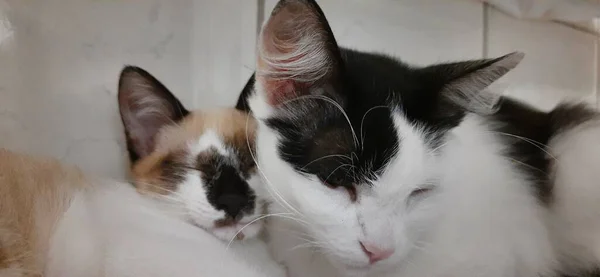 White Black Cat Beige Kitten Sit Together Falling Asleep — ストック写真