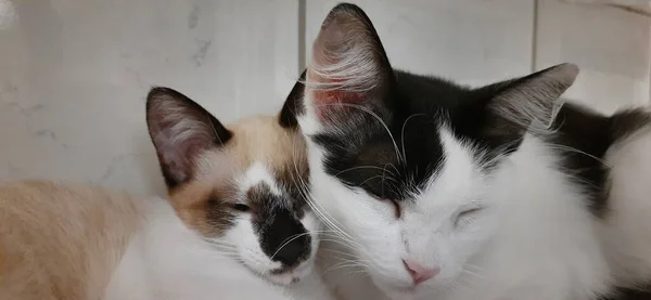 Белый Черный Кот Бежевый Котёнок Сидят Вместе Засыпают — стоковое фото