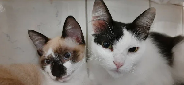 Weiße Katze Und Beiges Kätzchen Sitzen Zusammen Und Schauen Die — Stockfoto