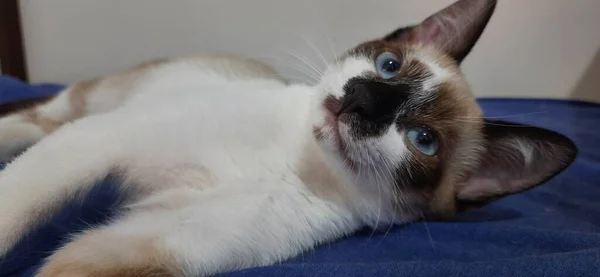 Beige Weißes Kätzchen Mit Blauen Augen Auf Dem Bett — Stockfoto