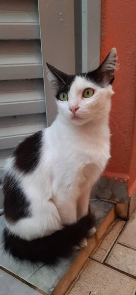 Gato Blanco Negro Con Los Ojos Abiertos Color Amarillo Aire —  Fotos de Stock
