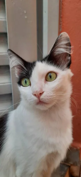 Gato Branco Preto Close Com Olhos Amarelos Abertos Livre Olhando — Fotografia de Stock