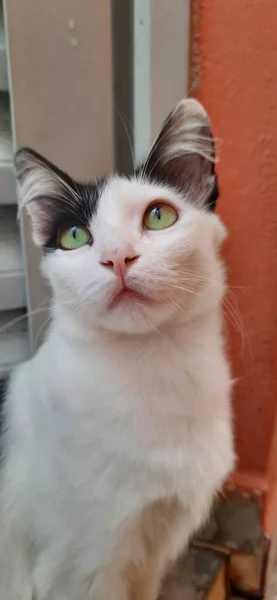 Beyaz Siyah Bir Kedi Yakın Plan Geniş Açık Sarı Gözleri — Stok fotoğraf