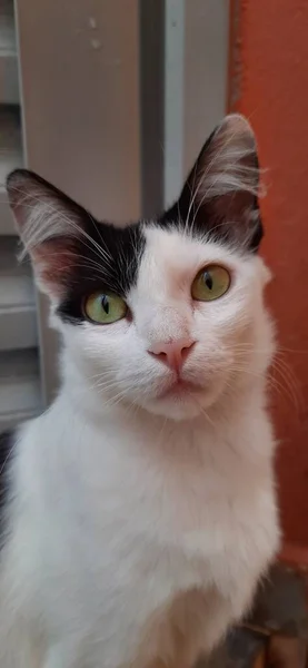 Biały Czarny Kot Zbliżenie Żółtymi Oczami Zewnątrz Patrząc Aparat — Zdjęcie stockowe