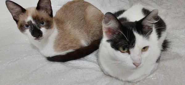 침대에 고양이와 베이지 고양이 — 스톡 사진