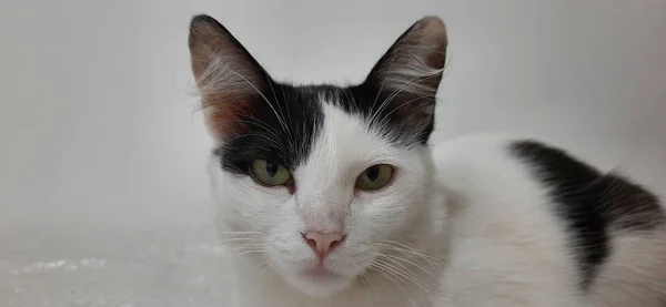 Gato Branco Preto Close Olhando Para Câmera Frente Fundo Branco — Fotografia de Stock