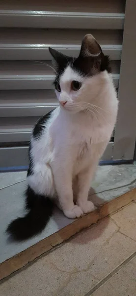 Chat Blanc Noir Assis Sur Sol Côté Une Porte — Photo