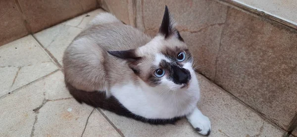 Gatinho Branco Bege Olhos Azuis Livre Sentado Chão Lado Degraus — Fotografia de Stock