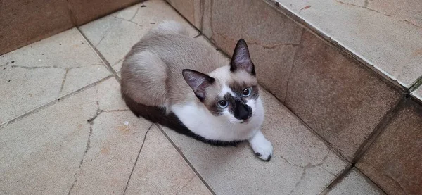 Bej ve beyaz, mavi gözlü bir kedi yavrusu, yere oturuyor, basamakların yanında, kameraya bakıyor..