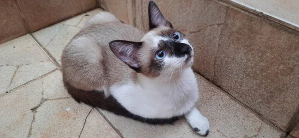 Bej ve beyaz, mavi gözlü bir kedi yavrusu, yerde oturuyor, merdivenlerin yanında, yukarı bakıyor..