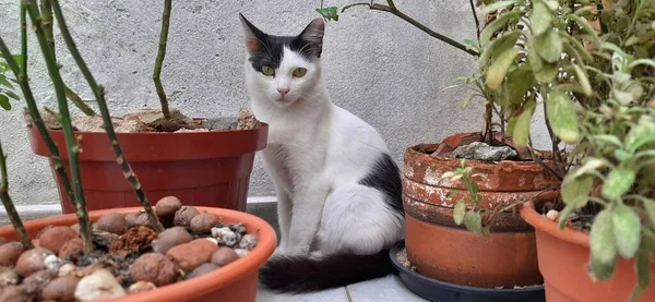 Bitki vazolarının arasında saklanan beyaz ve siyah bir kedi..