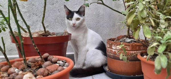 Egy Fehér Fekete Macska Sárga Szemekkel Rejtőzik Sok Váza Növények — Stock Fotó