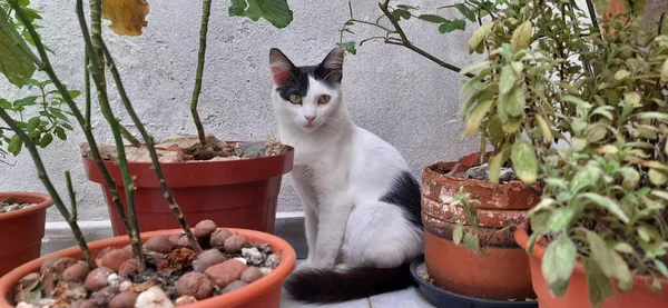 Vit Och Svart Katt Gömmer Sig Bakom Många Vaser Växter — Stockfoto