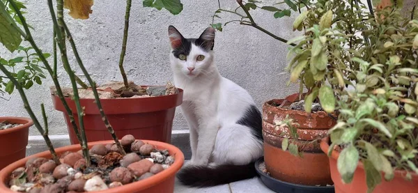 一只白色和黑色的猫躲在许多植物花瓶后面 看着摄像机 — 图库照片