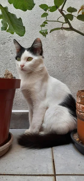 Bitki vazolarının arasında saklanan beyaz ve siyah bir kedi..
