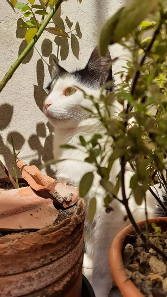 Μια Λευκή Και Μαύρη Γάτα Κρύβεται Πίσω Από Μερικά Φυτά — Φωτογραφία Αρχείου
