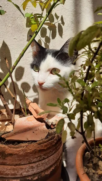 Güneş ışığının altında, bazı bitkilerin arkasına saklanan beyaz ve siyah bir kedi..