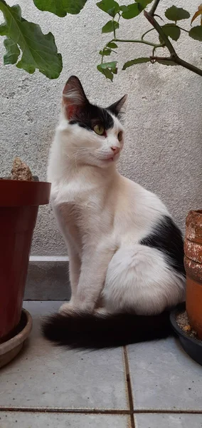 Bitki vazolarının arasında saklanan beyaz ve siyah bir kedi geriye bakıyor..