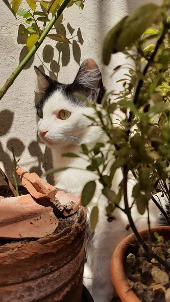 Güneş ışığının altında, bazı bitkilerin arkasına saklanan beyaz ve siyah bir kedi..