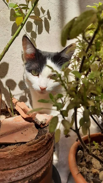 Güneş ışığının altında, bazı bitkilerin arkasına saklanan beyaz ve siyah bir kedi..