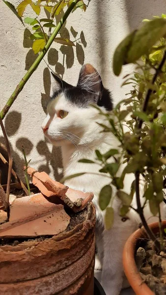 Güneş ışığının altında, bazı bitkilerin arkasına saklanan beyaz ve siyah bir kedi..