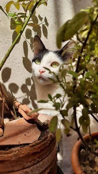 Beyaz ve siyah bir kedi bazı bitkilerin arkasına saklanıyor, gün ışığının altında, yukarı bakıyor..