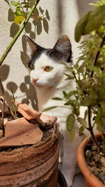 Güneş ışığının altında, bazı bitkilerin arkasına saklanan beyaz ve siyah bir kedi..