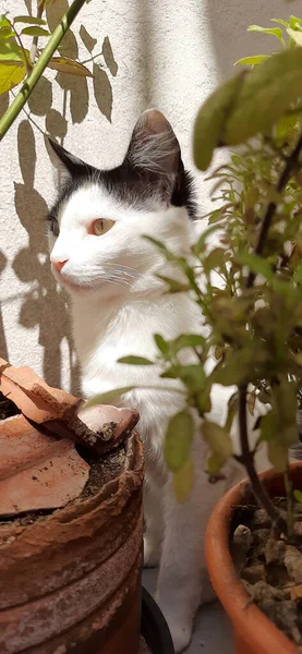 Gato Blanco Negro Escondido Detrás Algunas Plantas Bajo Luz Del — Foto de Stock