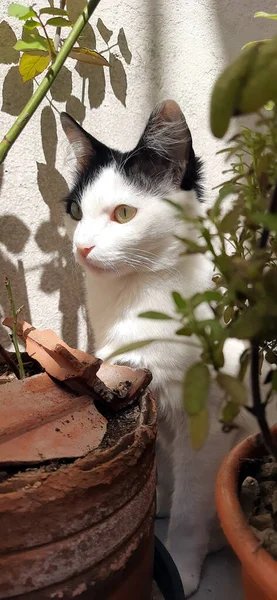 Güneş ışığının altında, bazı bitkilerin arkasına saklanan beyaz ve siyah bir kedi..