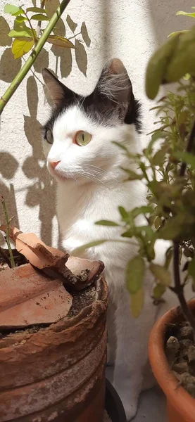 Biały Czarny Kot Chowający Się Roślinami Pod Słońcem Szeroko Otwartymi — Zdjęcie stockowe