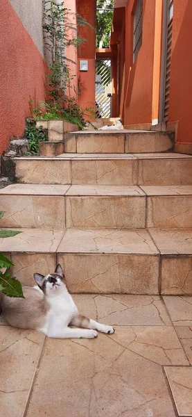 Cats Outdoor Steps Few Plants Looking — ストック写真