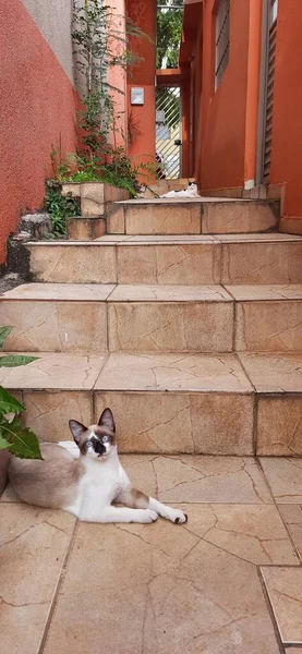 Macskák Szabadban Közel Lépcsőhöz Néhány Növényhez Kamerába Nézve — Stock Fotó