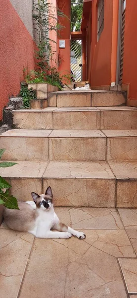 猫の屋外では 手順といくつかの植物の近くには カメラを見て — ストック写真