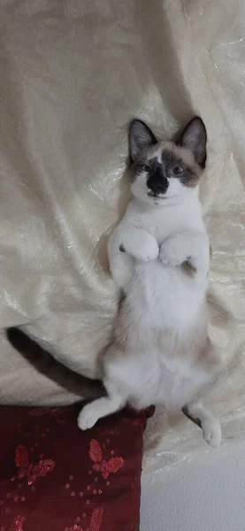 Yatakta Bej Renkli Beyaz Bir Kedi Yavrusu Kameraya Bakıyor — Stok fotoğraf