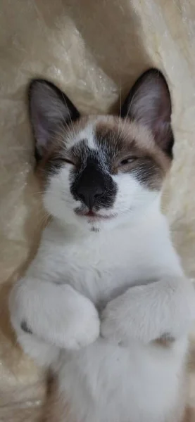 Gatinho Bege Branco Close Dormindo Cama — Fotografia de Stock