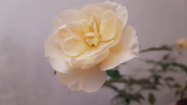 Primo Piano Una Rosa Bianca Vicino Muro Bianco Altre Piante — Foto Stock