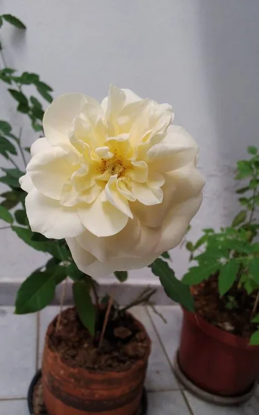 Uma Rosa Branca Brotando Vaso Velho Plantas — Fotografia de Stock