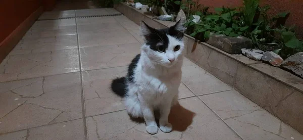 Gatto Bianco Nero Dagli Occhi Gialli Siede Solo Terra Notte — Foto Stock