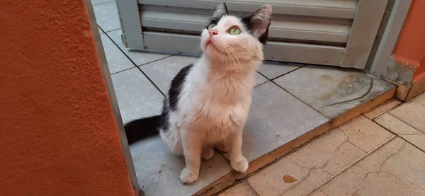 Beyaz ve siyah bir kedinin yakın çekimi, yere otur ve yukarı bak, bir kapının önünde..