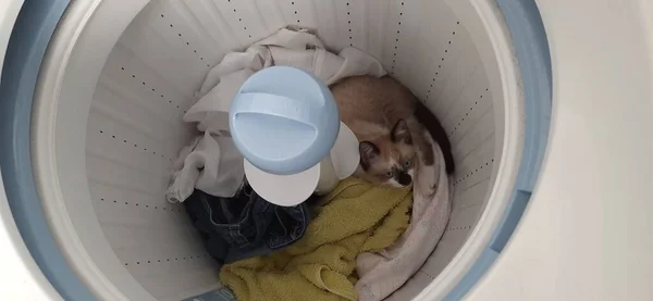 Çamaşır Makinesinin Içinde Bej Beyaz Bir Kedi Yavrusu Yatıyor — Stok fotoğraf