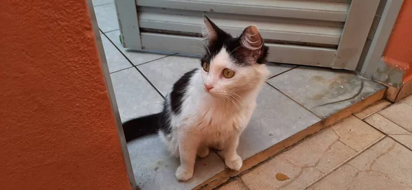 Gros Plan Chat Blanc Noir Assis Par Terre Devant Une — Photo