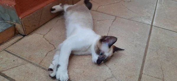 Seekor Kucing Beige Bermata Biru Berbaring Tanah — Stok Foto