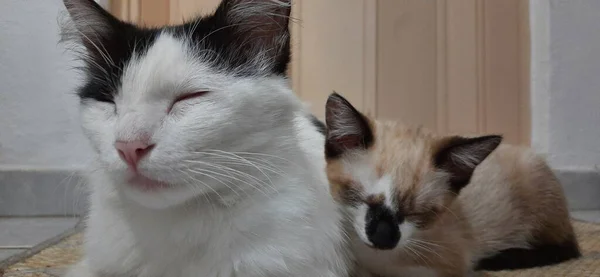 Две Спящие Земле Кошки — стоковое фото