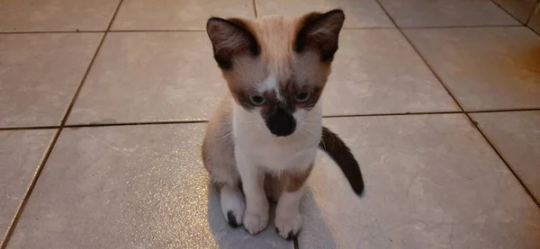 Gatinho Bege Branco Senta Chão — Fotografia de Stock