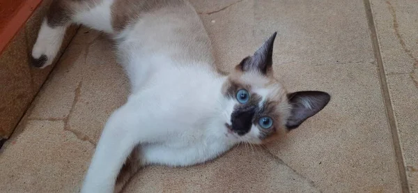 一只蓝眼睛米色的小猫躺在地上 — 图库照片